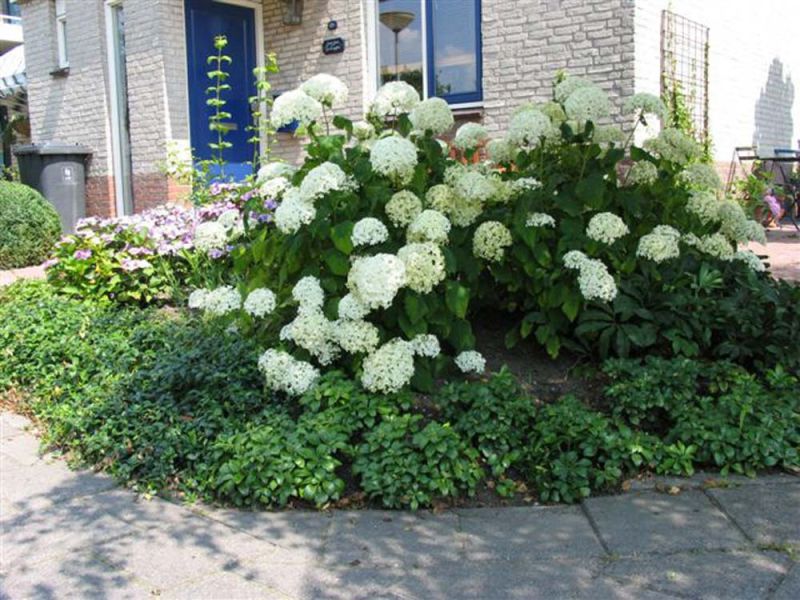 hydrangeaarborescens