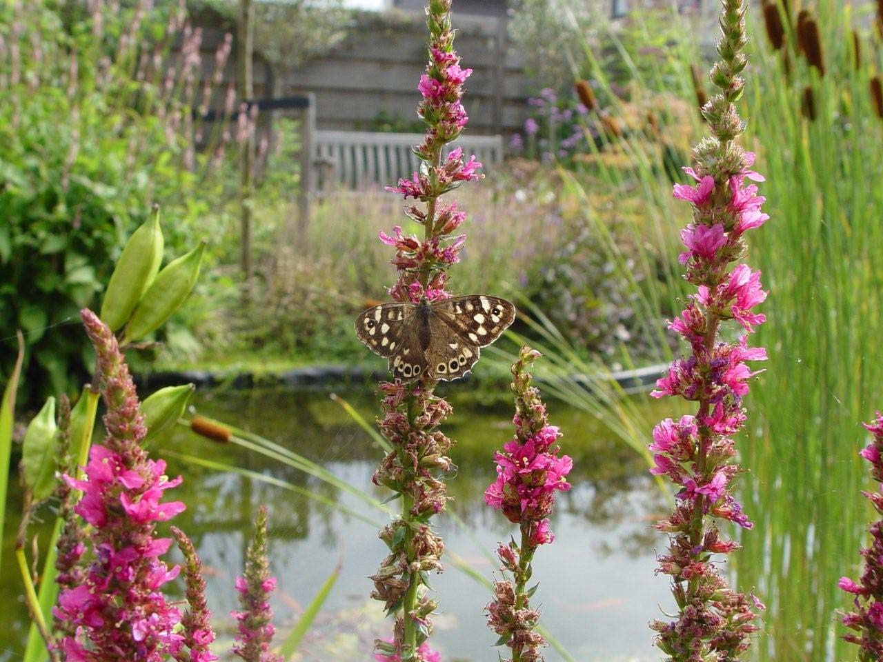 Van der Haar Hoveniers; Uw tuin elk jaar weer mooier